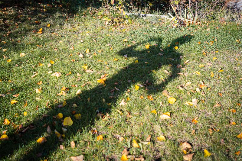 Als je schaduw meer vertelt dan jij: IJsbad-challenge of herfstwandeling? Een schaduw van een persoon met beide armen omhoog op een grasveld met groen gras en verspreide gele herfstbladeren.